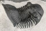 Paralejurus Trilobite Fossil - Ofaten, Morocco #204217-4